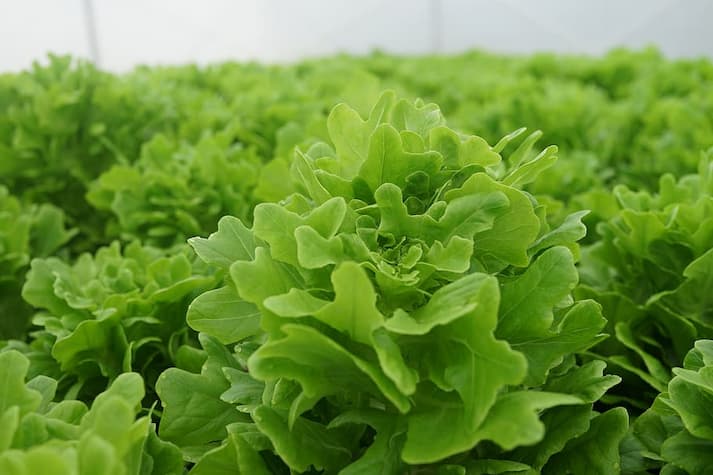 fast-harvest plants